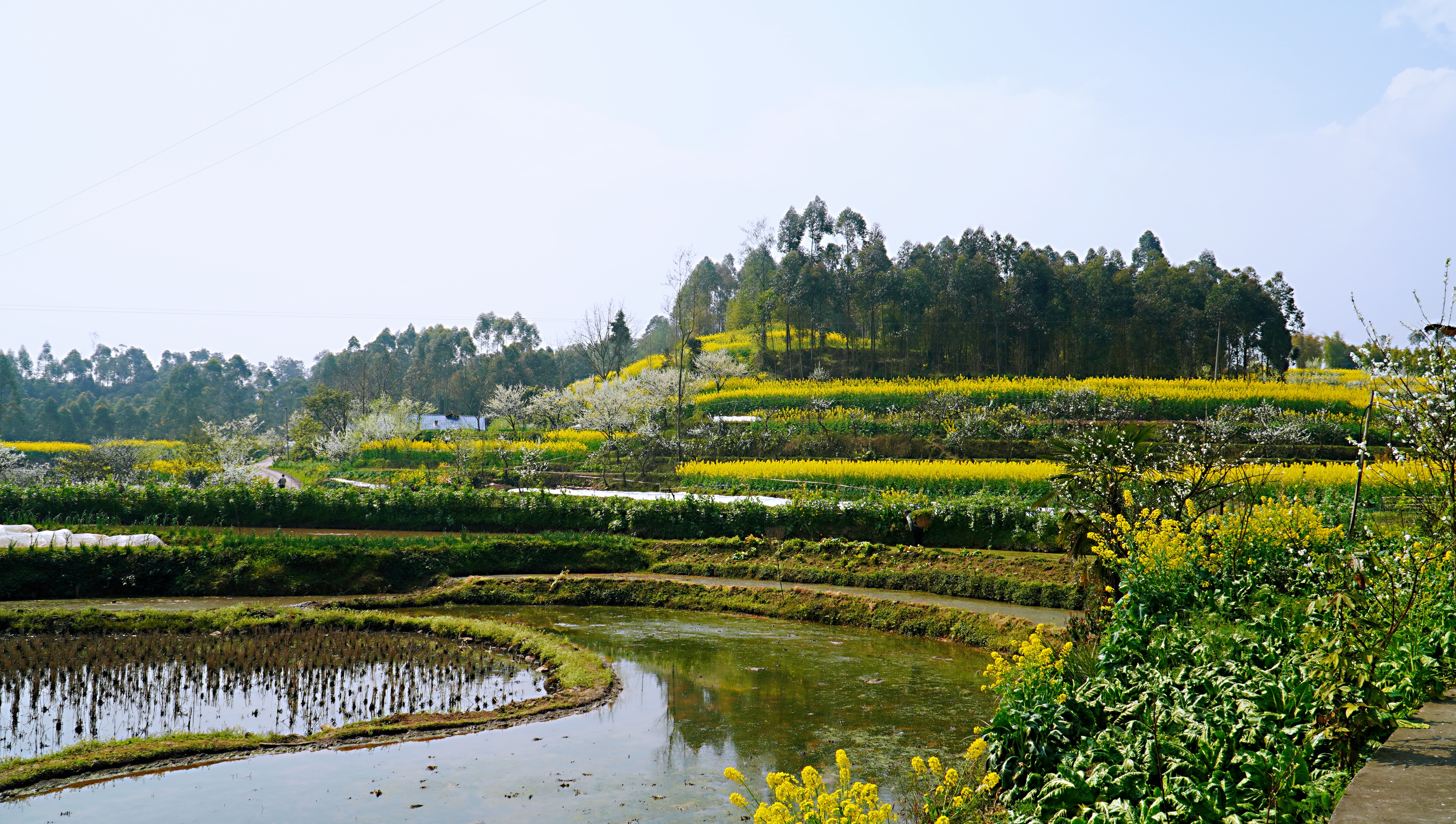 202003121048344187.JPG 犍为双溪小市村:打造“花园村庄”助力乡村振兴