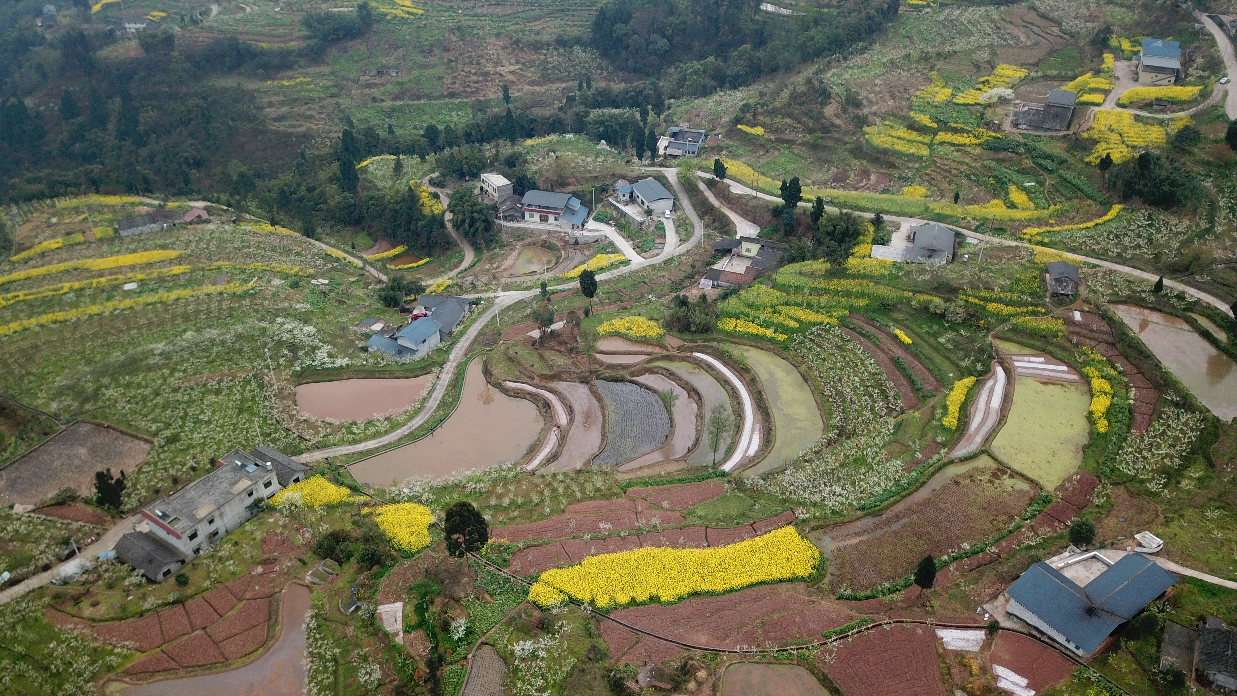 202003121050530515.JPG 犍为双溪小市村:打造“花园村庄”助力乡村振兴