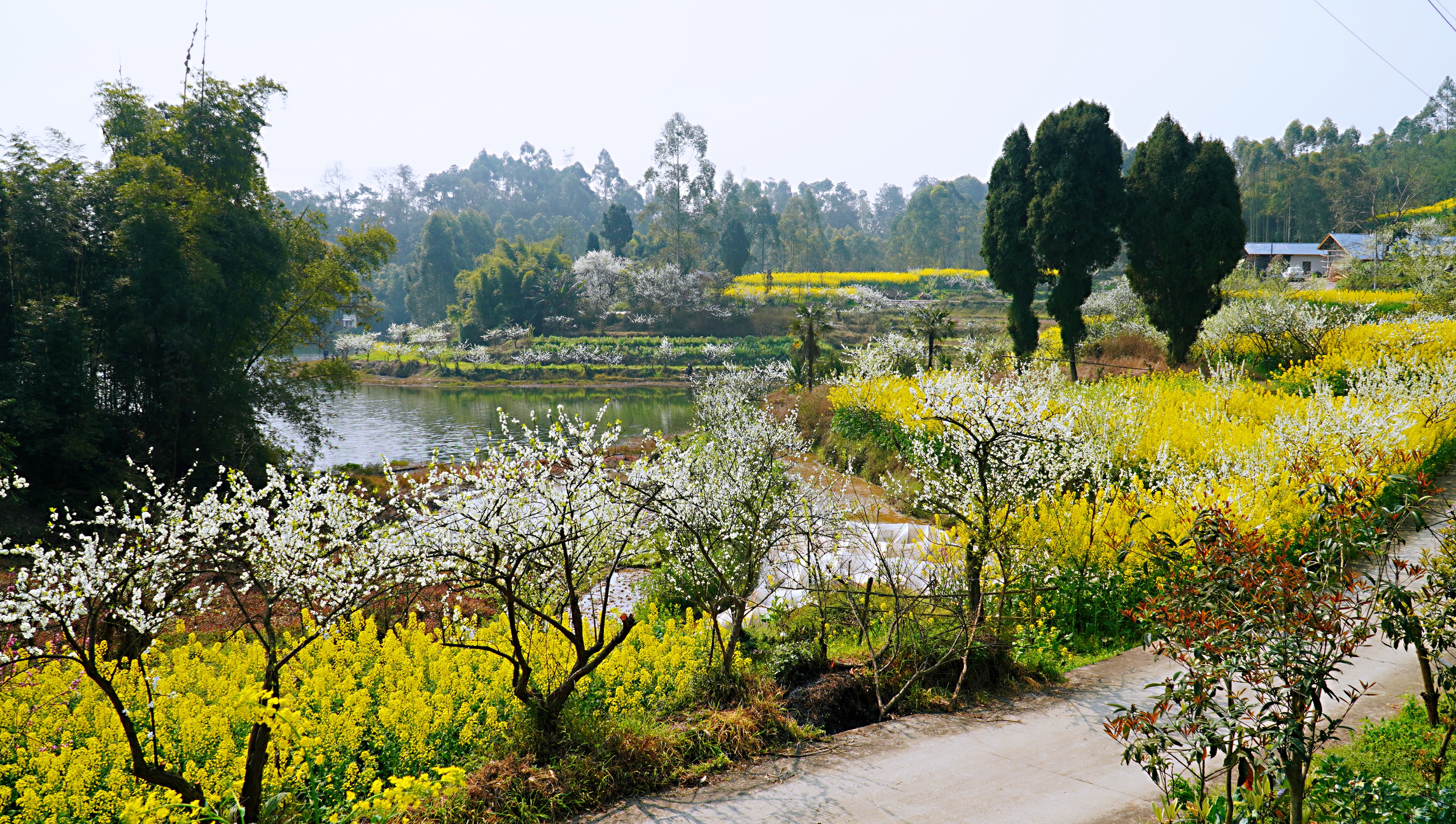 202003121052020424.JPG 犍为双溪小市村:打造“花园村庄”助力乡村振兴