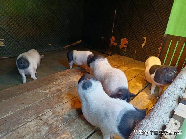 文章图片4