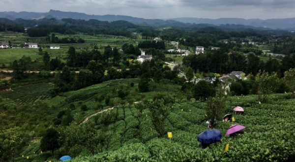 第十一届企业社会责任年度盛典|刘守英:企业家在乡村振兴中的作为