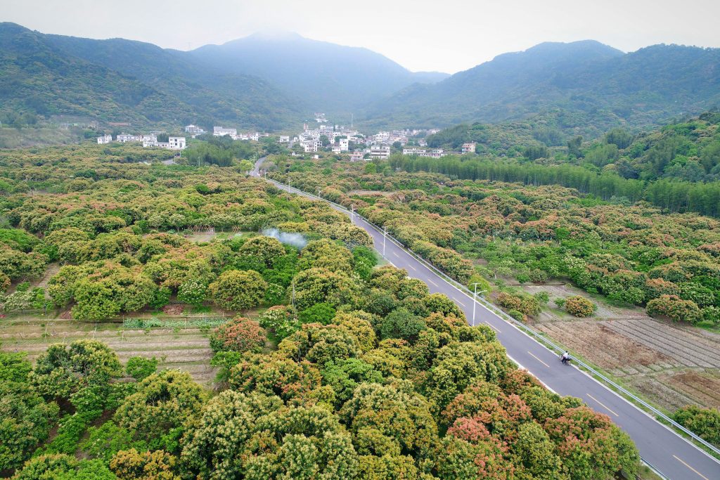 探索超大城市中的乡村振兴之路,广州从化再提速