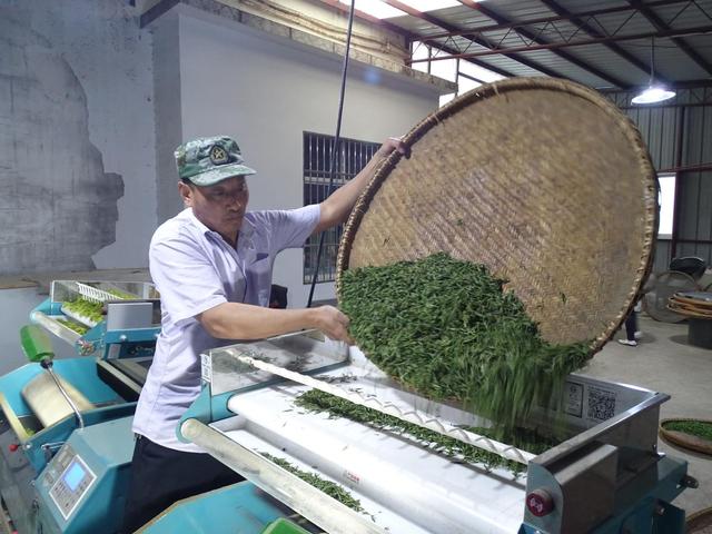东至县泥溪镇金富安:把茶叶做成乡村振兴的金字招牌
