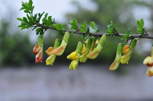 江南物语|金雀花
