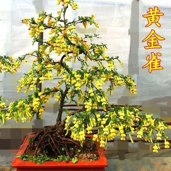 江南物语|金雀花