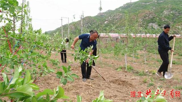 河北磁县:苗木产业助力乡村振兴