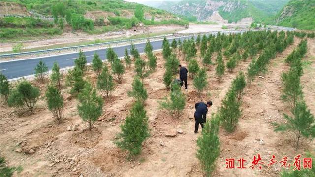 河北磁县:苗木产业助力乡村振兴
