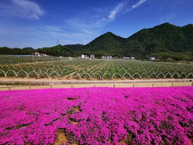 文明在这里|贵池区罗城村:文明实践滋养美丽乡村
