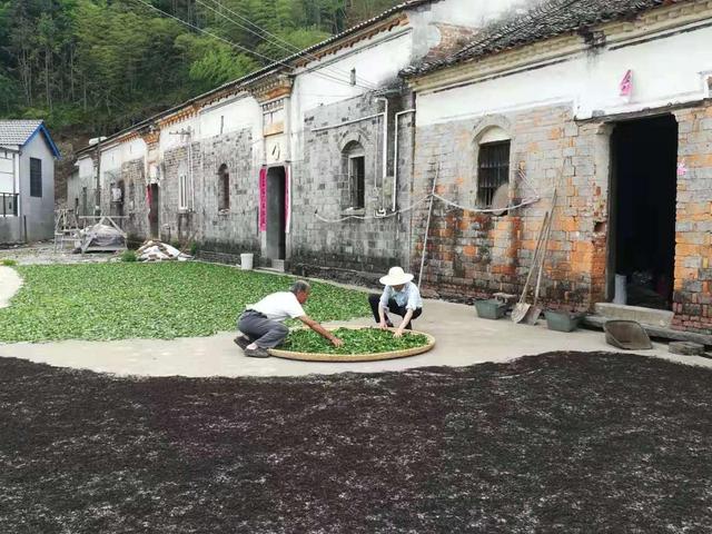 东至县官港镇:古稀老农自奋蹄 发展产业助振兴