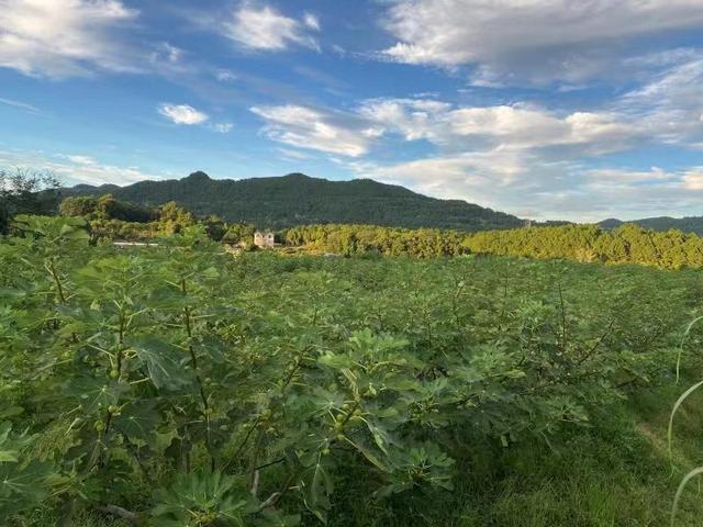 乡村青年CEO:我们只有一个使命,就是让村子富起来