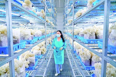 乡村振兴扎实推进:奏响“三农”发展新乐章