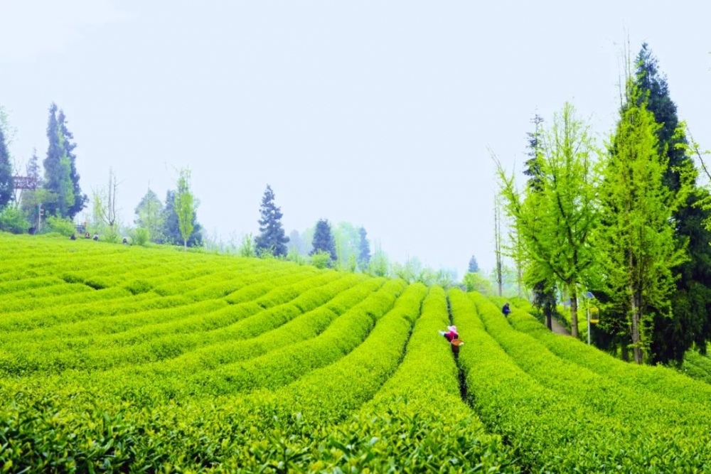 好物件|彭水老鹰茶上榜《重庆非遗（传统技艺）茶叶地图》