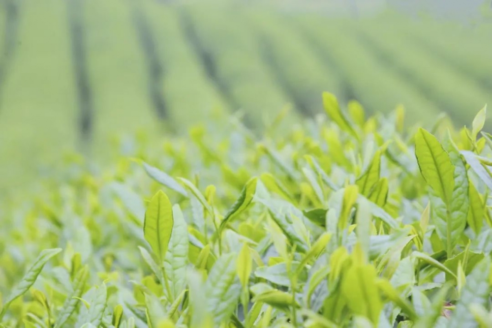 好物件|彭水老鹰茶上榜《重庆非遗（传统技艺）茶叶地图》