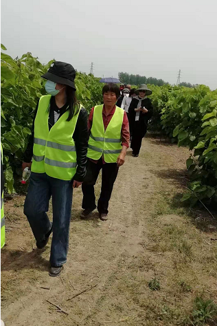 安徽阜阳金土地家庭农场三百多亩桑葚开始让民众采摘