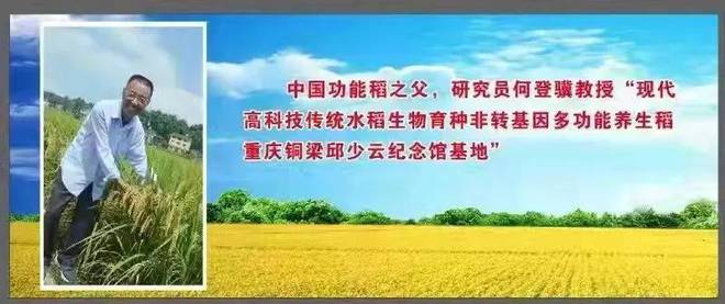 赋予大米新功能-邓泗洲:何登骥水稻新品系