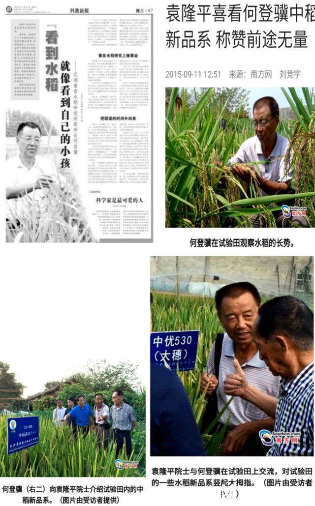 赋予大米新功能-邓泗洲:何登骥水稻新品系