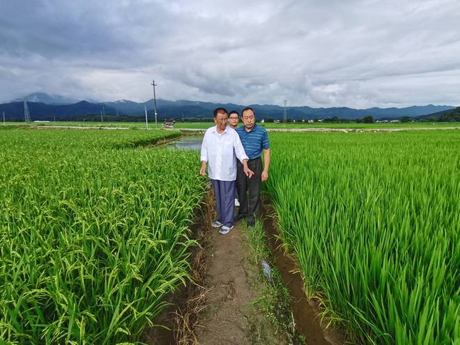 赋予大米新功能-邓泗洲:何登骥水稻新品系
