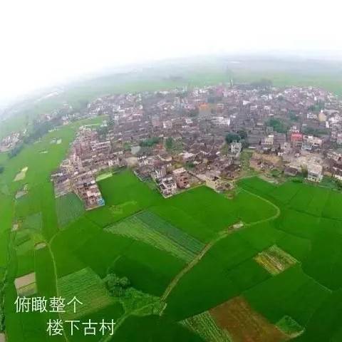 赋予大米新功能-邓泗洲:何登骥水稻新品系
