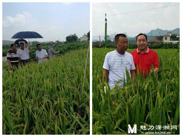 赋予大米新功能-邓泗洲:何登骥水稻新品系
