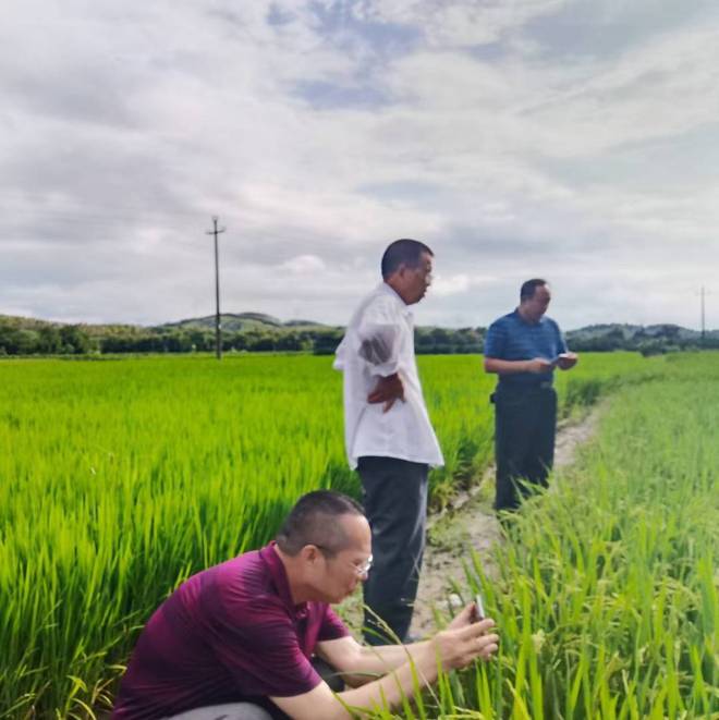 赋予大米新功能-邓泗洲:何登骥水稻新品系