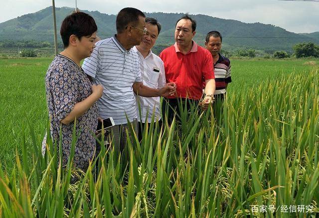 赋予大米新功能-邓泗洲:何登骥水稻新品系