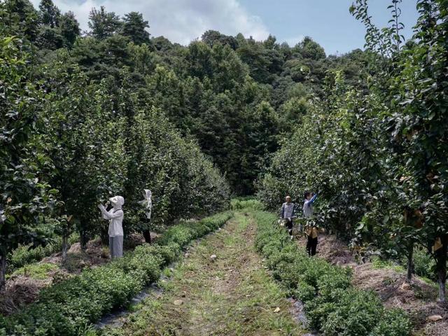 安徽东至：“村企共建”绘“钱”景