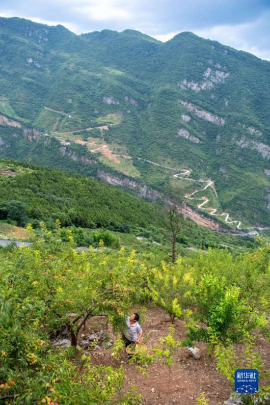重庆万银村:发展山间果林种植带动村民致富