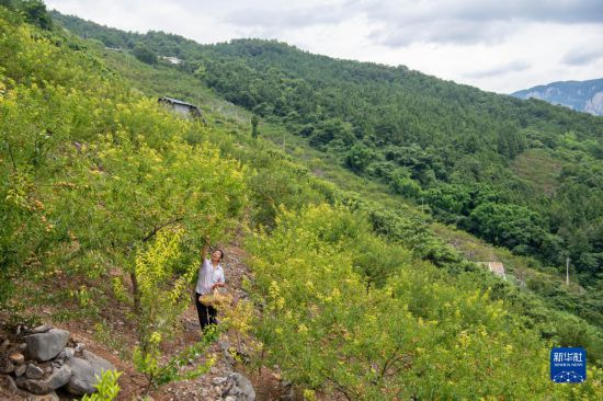 重庆万银村:发展山间果林种植带动村民致富