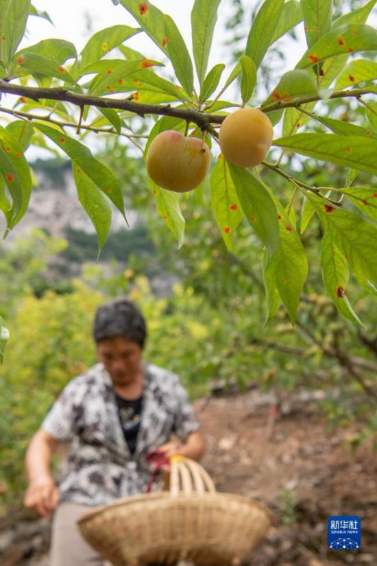 重庆万银村:发展山间果林种植带动村民致富