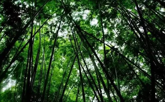 水竹相依!山水相融!世人只知蜀南有竹海!不闻兰州竹林沟!