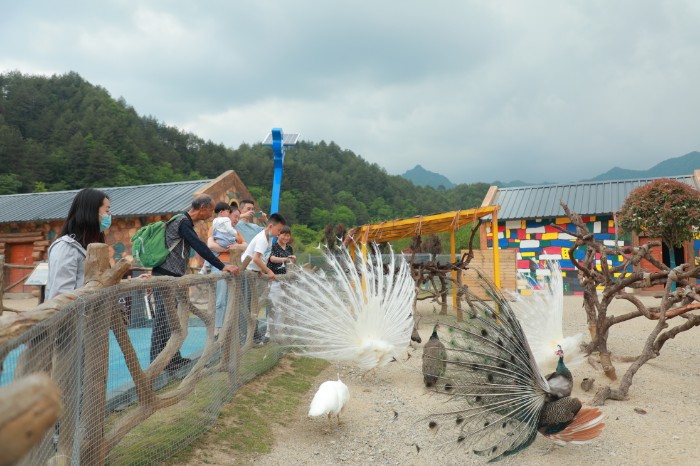 1660555427281729.jpg 汉中市洋县打造华阳景区升级版助推全市旅游发展