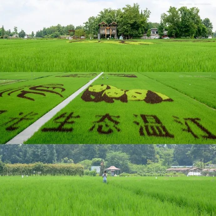蝉鸣鸟啼的田园牧歌,藏在四川那抹绿色里!
