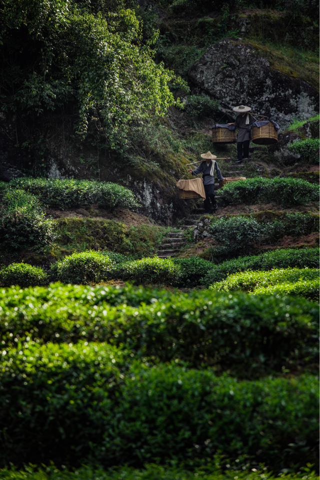 山水自在中国茶