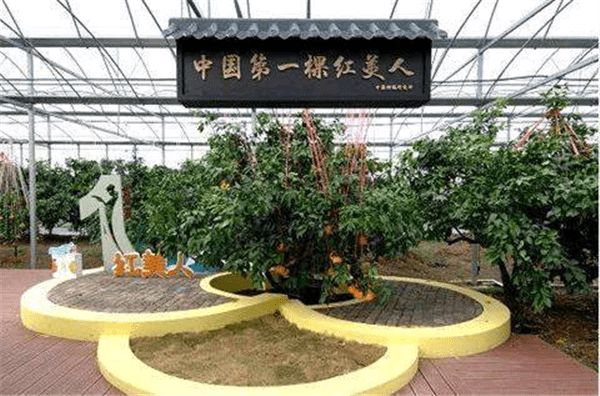 洪紫千:今天象山红美人开摘啦!