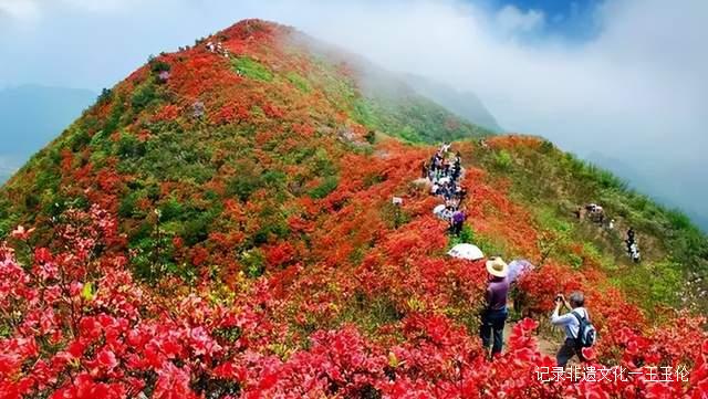 贵州这些地方将花开成海,美成童话世界,错过就要再等一年