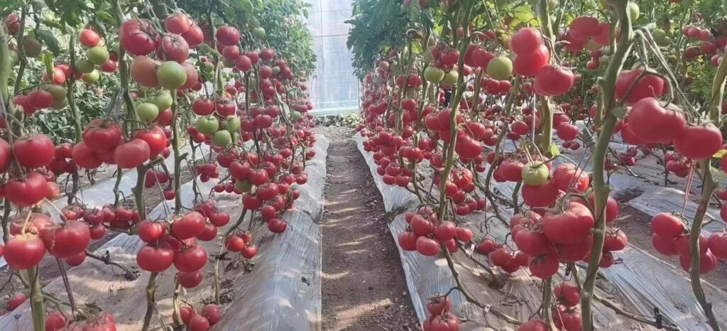 央媒头条上海讯：编辑：张清兵