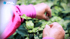 清明|在春茶中感知故乡温度