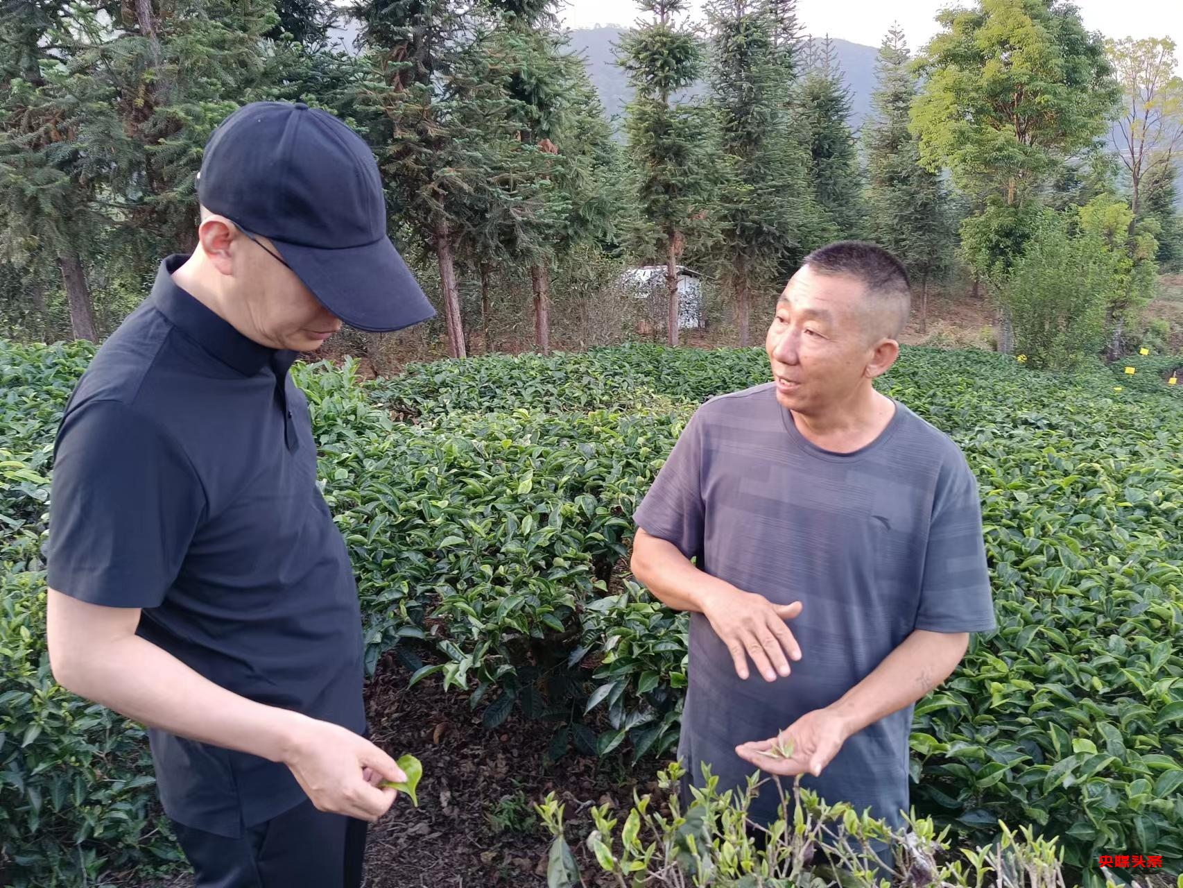 有一种叫云南的生活‖普洱茶，洇染开北回归线上的岁月静好
