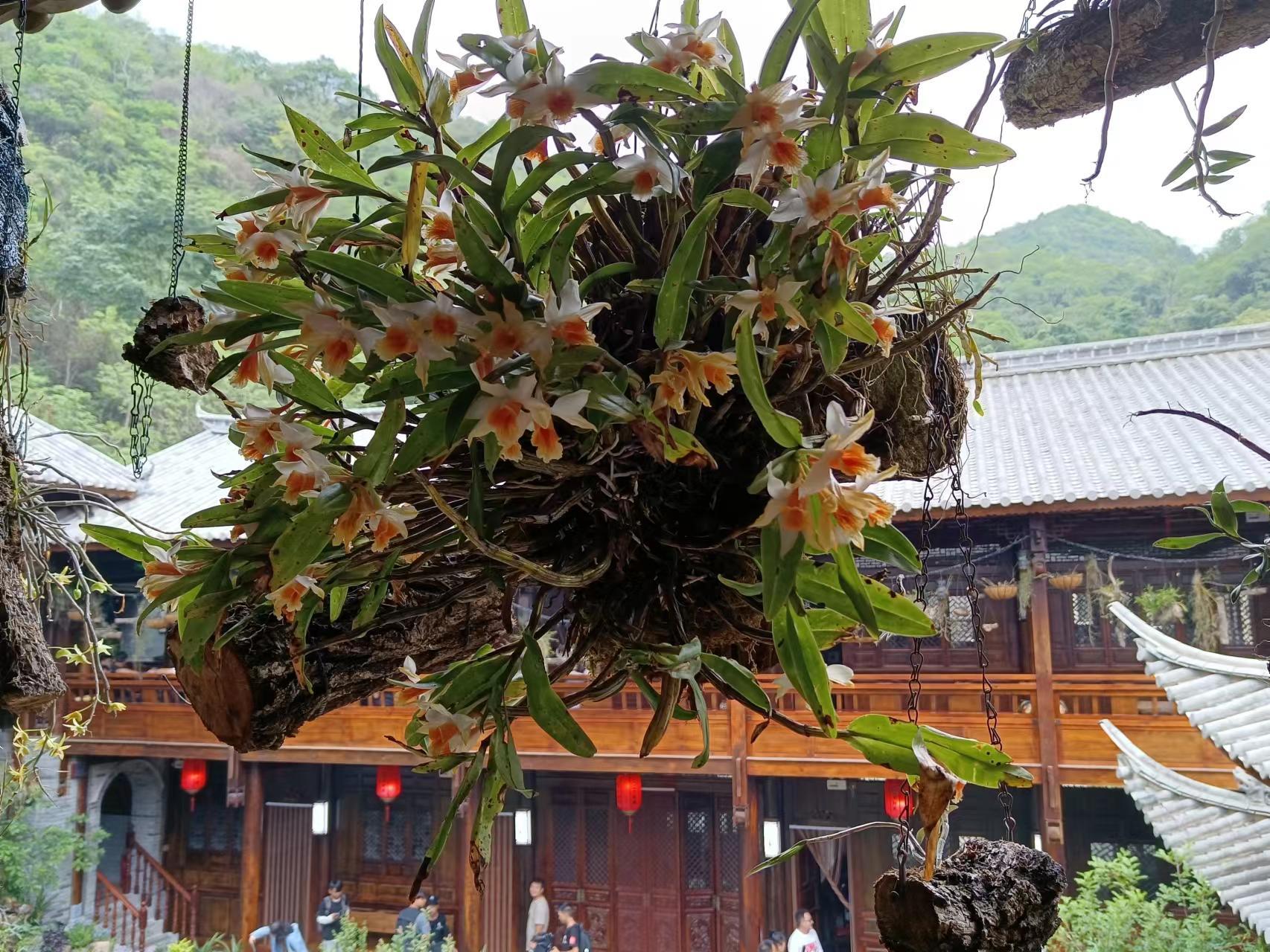 有一种叫云南的生活‖广南六郎城：文旅融合，让产业扎根壮乡