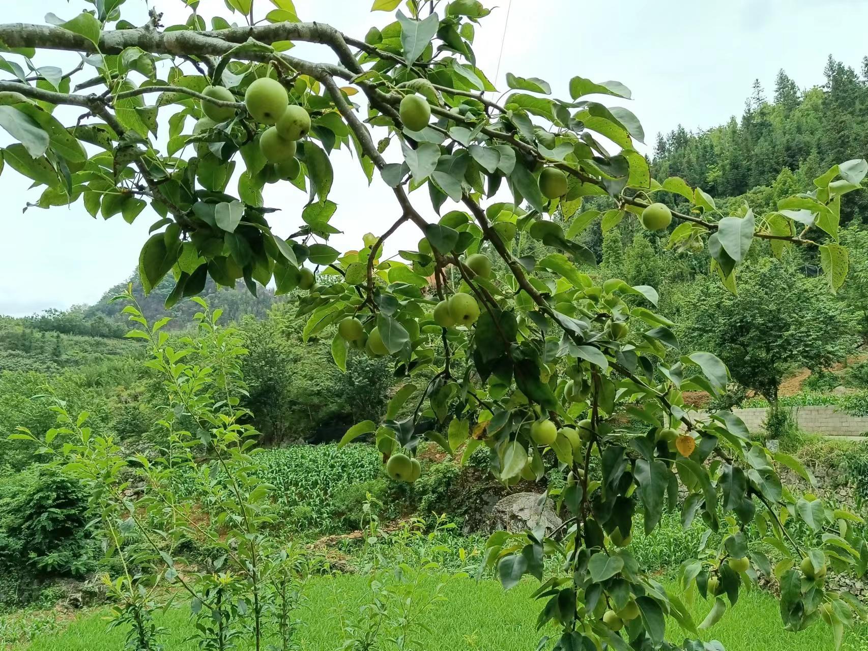 有一种叫云南的生活┃文山富宁:农文旅融合,突出壮乡旅游新亮点