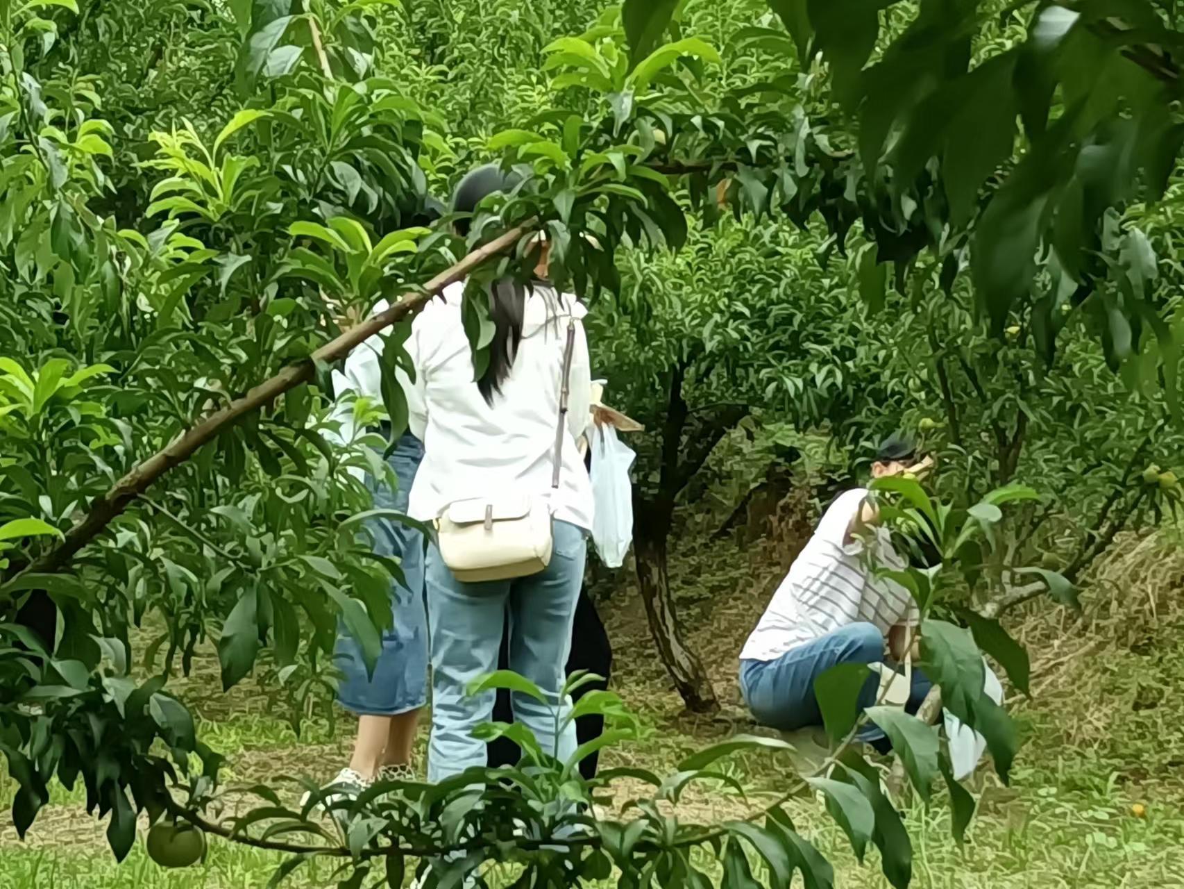 有一种叫云南的生活┃文山富宁:农文旅融合,突出壮乡旅游新亮点