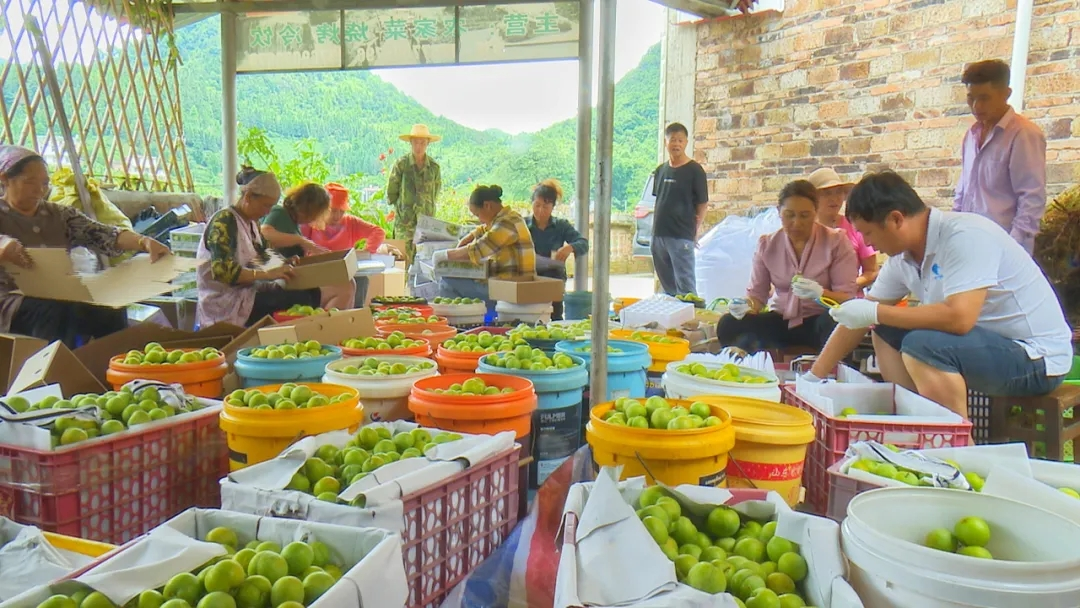 有一种叫云南的生活┃文山富宁:农文旅融合,突出壮乡旅游新亮点