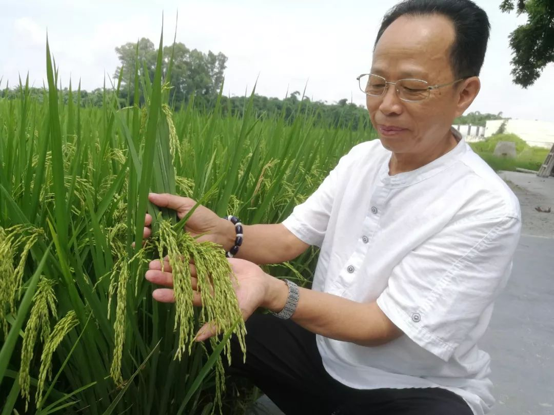 林大用:“把脉问诊”稻田 “良法”绽放健康
