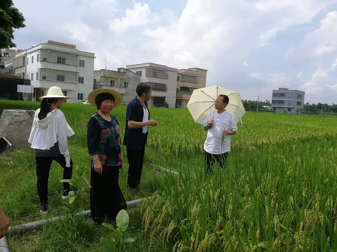 林大用:“把脉问诊”稻田 “良法”绽放健康