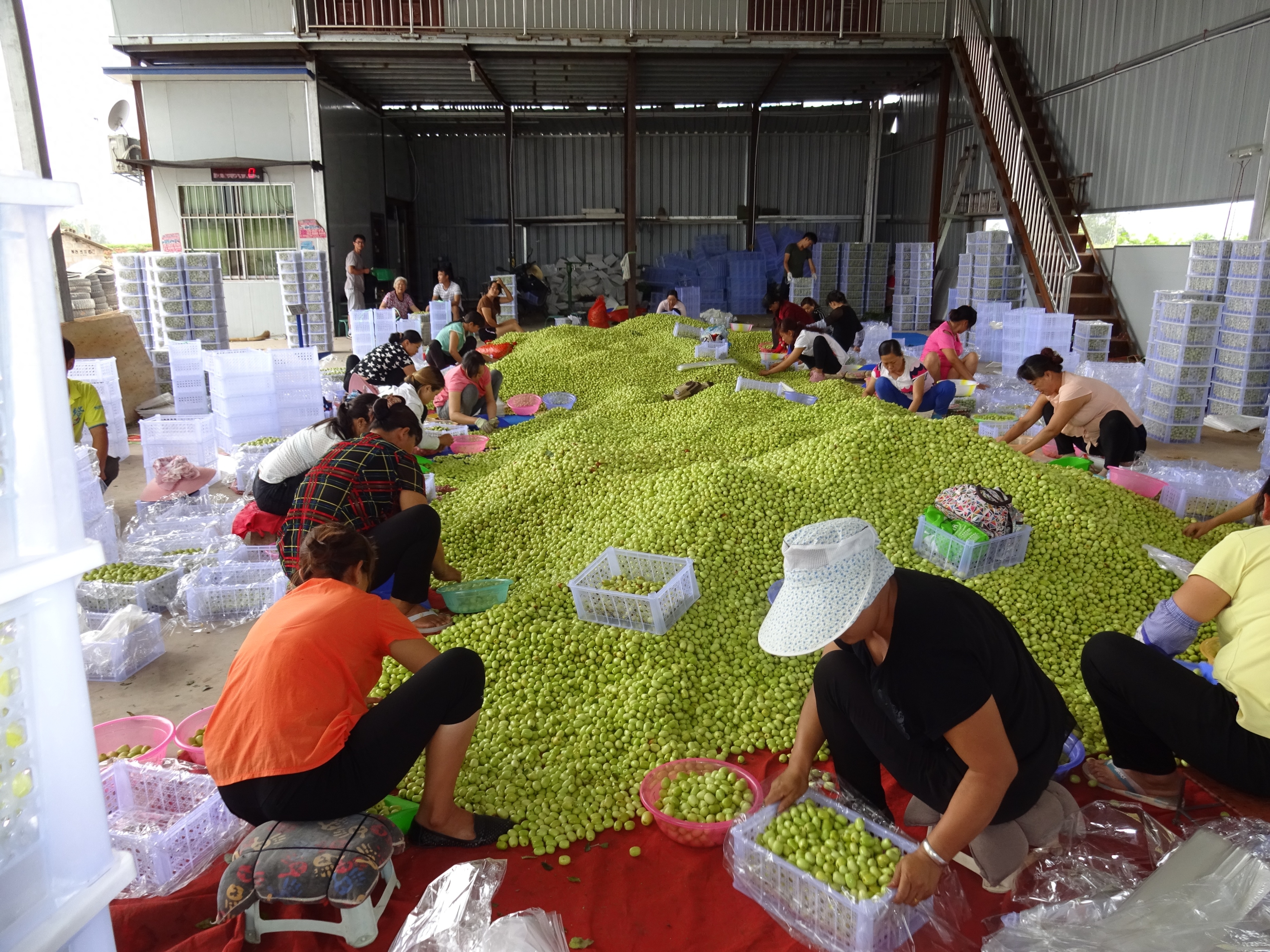 东方人类发祥地，绿色康养在元谋（3）┃冬早蔬菜之乡：金江沙畔“大菜园”，成昆线上“菜篮子”