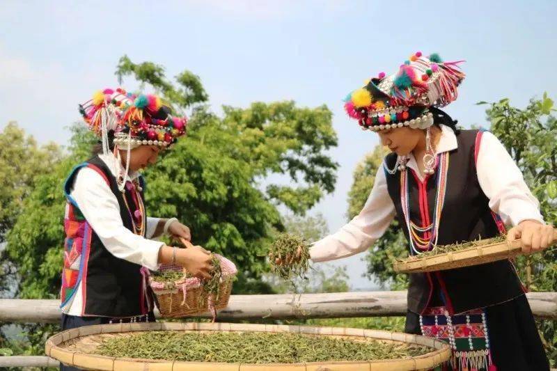 寒露至,来西双版纳登山、品茗