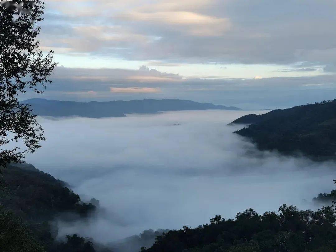 寒露至,来西双版纳登山、品茗