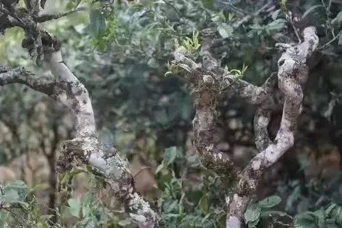 寒露至,来西双版纳登山、品茗