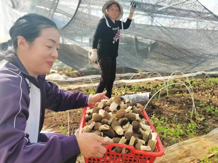 合肥紫蓬镇新徽菇2024羊肚菌高质高产发布