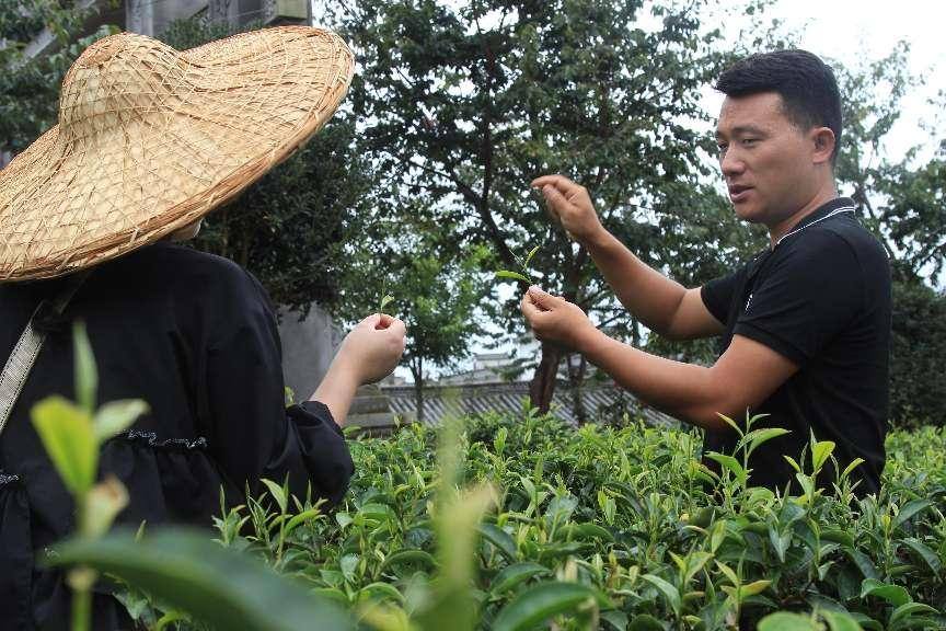 2024临沧凤庆红茶节(3)‖ 掐一缕“春”,带回家去煲汤喝(下)